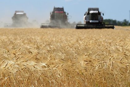 В одном из главных аграрных регионов России заявили о потере трети урожая