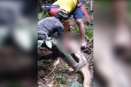 Извлечение тела заживо съеденной женщины из туши змеи попало на видео