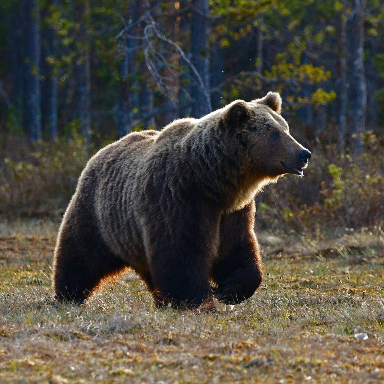 136-килограммовый медведь ворвался на кухню к мужчине: Звери: Из жизни:  Lenta.ru