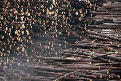 В европейской стране из-за санкций против России подорожает древесина