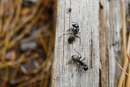 Назван необычный и безопасный способ избавиться от муравьев