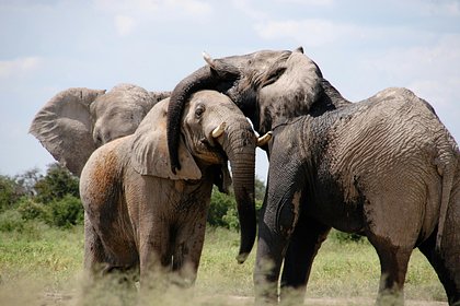 Африканских слонов заподозрили в абстрактном мышлении