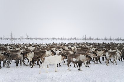 Китайцы задумались о покупке российских северных оленей