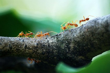 Россиянам раскрыли способы избавиться от муравьев на даче