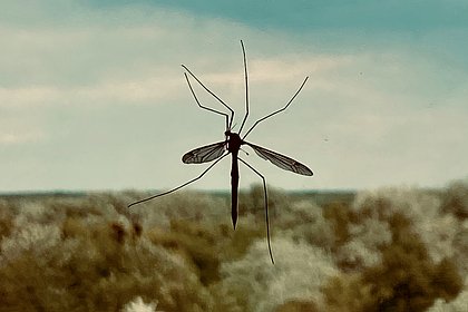 Опасность российских комаров оценили