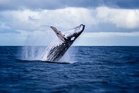 В Баренцевом море спасают кита Станислава весом в десятки тонн. Что с ним случилось и каковы шансы на спасение?