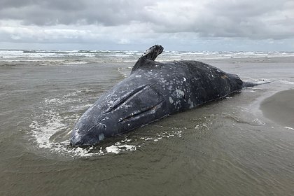 Найденного на пляже кита призвали взорвать динамитом