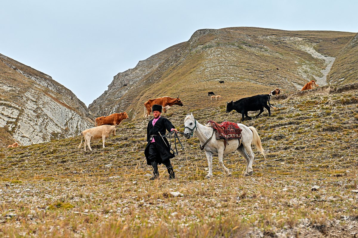 Мурадбек Ухумаалиев, потомственный чабан (пастух) из села Мехельта, пасет коров в Гумбетовском районе в Дагестане.
