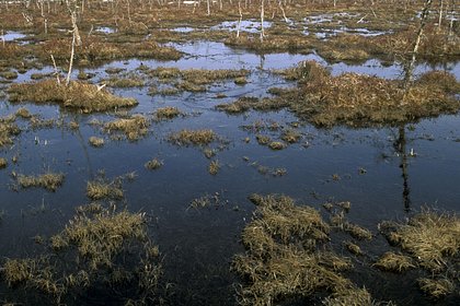 В сибирских болотах обнаружили мощный источник опасного газа