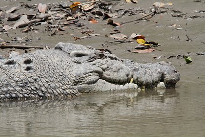 Аборигены съели терроризировавшего соседей крокодила