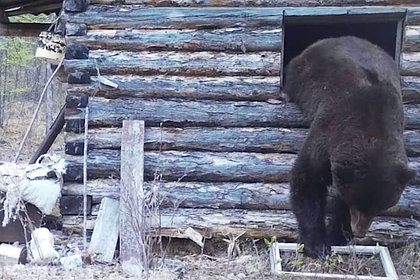Медведь-мародер забрался в дом к россиянину и попал на видео