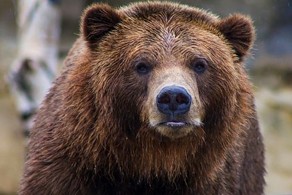 Утащивший и съевший женщину медведь следил за ее домом несколько месяцев