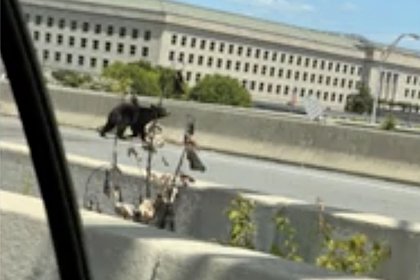 Медведь направился в Пентагон и попал под колеса