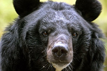 Две домашние собаки спасли хозяина от четырех медведей