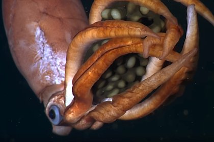 Самку кальмара с гигантскими яйцами в щупальцах сняли на видео