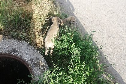Момент спасения щенков из канализации в российском регионе попал на видео