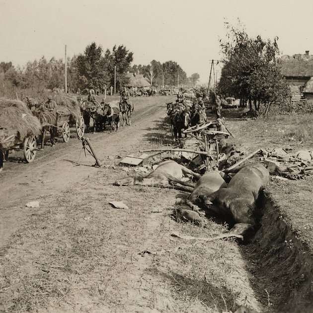 На обочине дороги — трупы лошадей, погибших, скорее всего, в результате атаки Красной армии на немецкую колонну. СССР, 1941 год