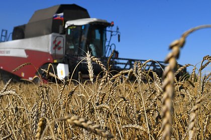 В России повысили прогноз сбора пшеницы
