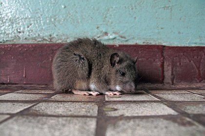 Крысы и плесень оккупировали дом в российском городе
