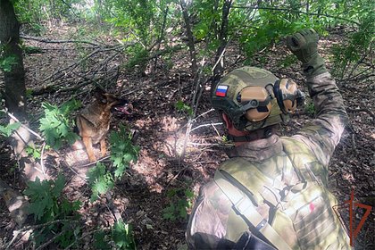 Служебная собака помогла найти схроны с оружием и ПЗРК в ДНР
