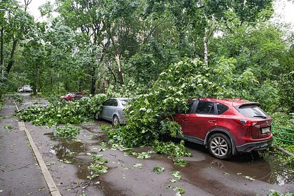 Россиянам назвали способ получить компенсацию при падении дерева на машину