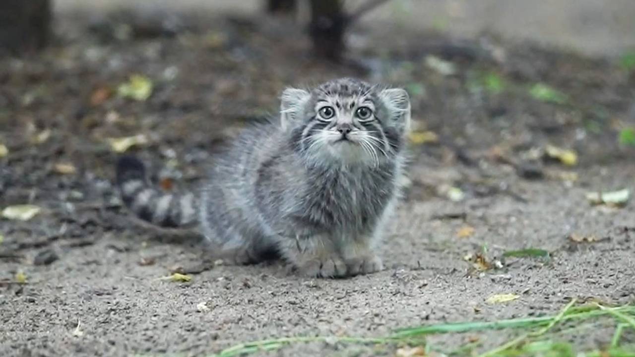 Прогулка подросших котят манула из зоопарка Новосибирска попала на видео:  Природа: Моя страна: Lenta.ru