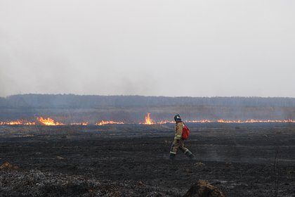 Крупные лесные пожары стали происходить на планете в два раза чаще