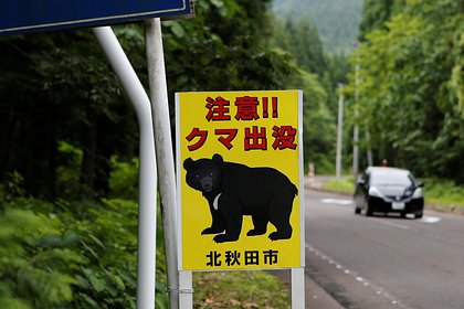 Медведь снова задрал пенсионерку в одной стране