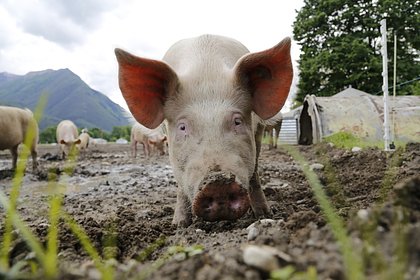 В поставляемой в Россию из Бразилии свинине нашли сальмонеллу