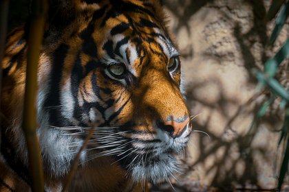 В российском регионе тигр попытался напасть на дразнящих его людей