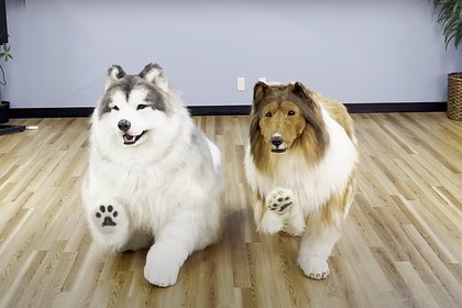 Человек-собака нашел друга другой породы и попал на видео