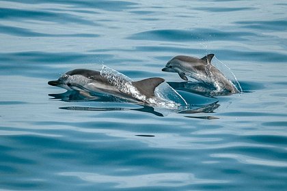 125 дельфинов выбросились на берег в одной стране