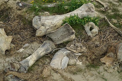 Рыбак нашел кость доисторического животного