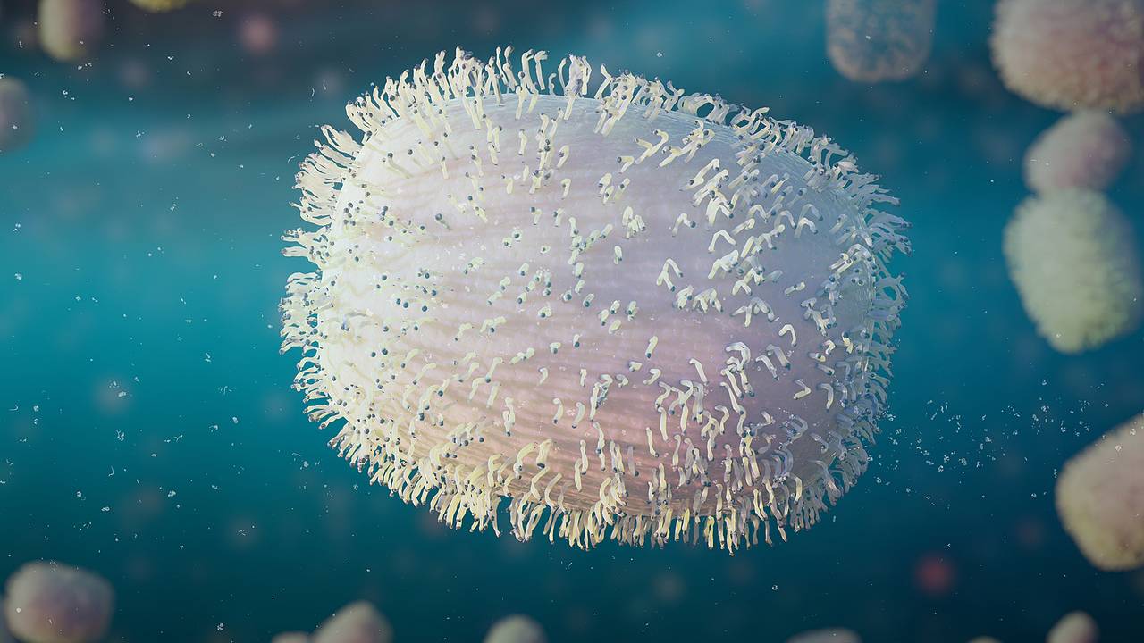 Yosh ispaniyalik ayol yigitiga hol mushukini yalashiga ruxsat berdi