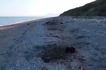 Десятки диких медведей заполонили российский пляж и попали на видео