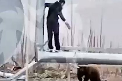 Россиянин выиграл забег у погнавшегося за ним огромного медведя и попал на видео