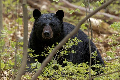 Самый опасный в мире медведь подстерег садовника и покалечил его