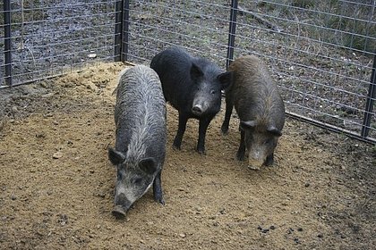 Новосибирские свиньи сбежали с фермы и разгромили могилы погибших на СВО военных