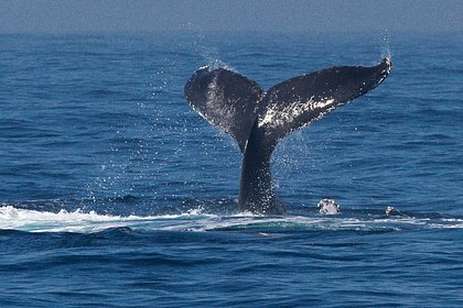 Спасшим запутавшегося в сетях горбатого кита австралийцам пригрозили большим штрафом