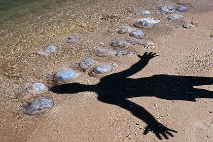 Экологи развеяли миф о связи нашествия медуз в Азовском море с Крымским мостом