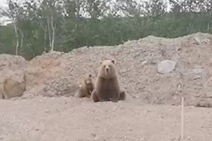 Семья голодных медведей вынудила россиян бросить работу