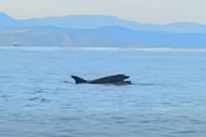 Дышащего ртом дельфина заметили у берегов Крыма