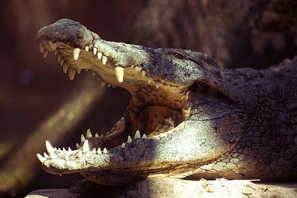 Крокодил откусил половые органы справлявшему нужду пожилому мужчине
