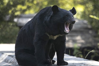Свирепый дикий медведь покалечил отправившегося за дровами юношу