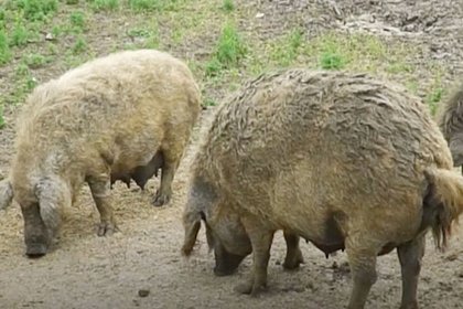 Российский фермер показал редких кудрявых свиней