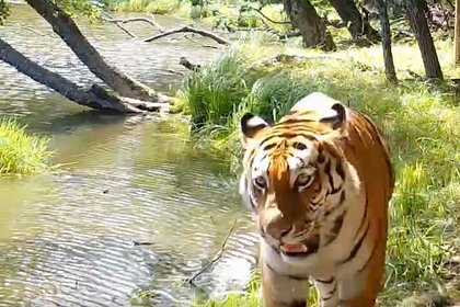 В Приморье тигр оставил «сообщение» сородичам необычным способом