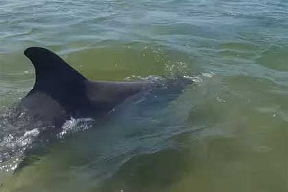 Дельфины подплыли к берегу в России и устроили шоу