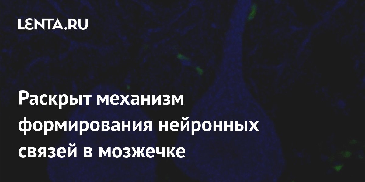 Раскрыт механизм формирования нейронных связей в мозжечке: Наука: Наука ...