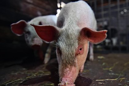 В российском регионе ввели режим ЧС из-за африканской чумы свиней