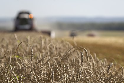 России спрогнозировали снижение урожая пшеницы
